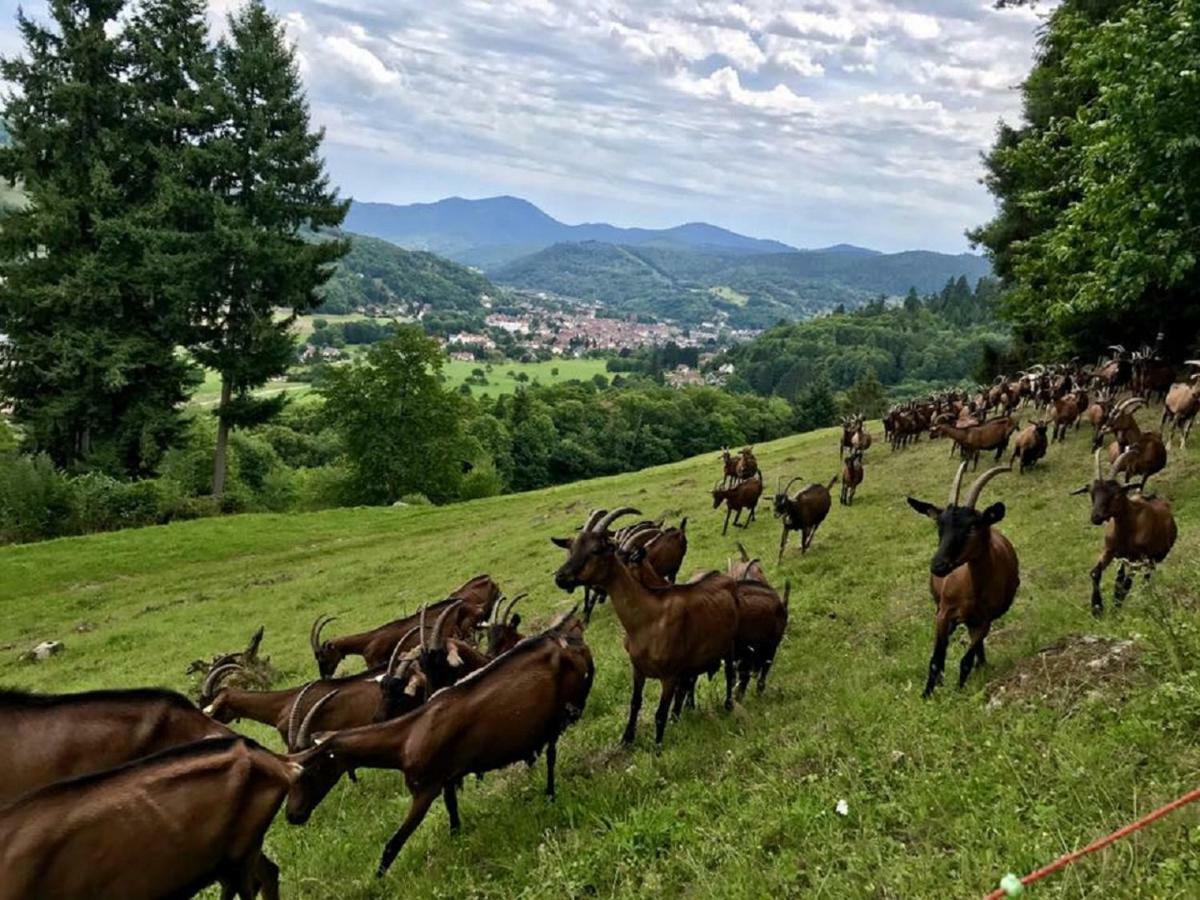 Location Elfe Daire Stosswihr Dış mekan fotoğraf